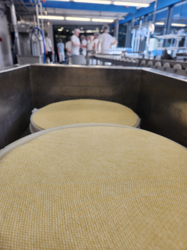 Käselaibe nach dem pressen