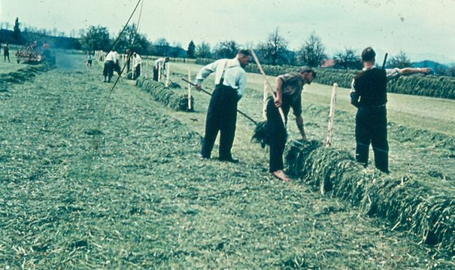 Heuernte in den 1960ern