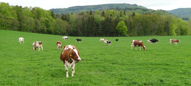Kuhweide
