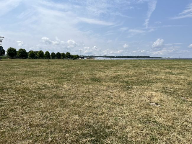 Futterleistung Weide