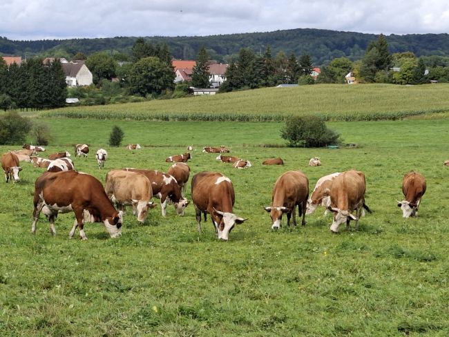 Die Milchkuhherde auf der Weide