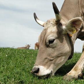 Horntragende Kuh auf der Weide