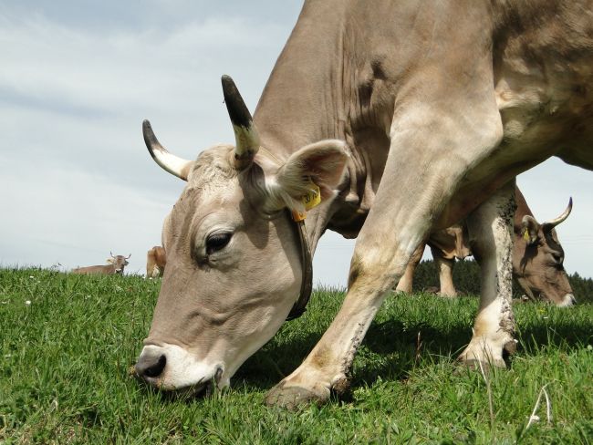 Horntragende Kuh auf der Weide Horntragende Kuh auf der Weide