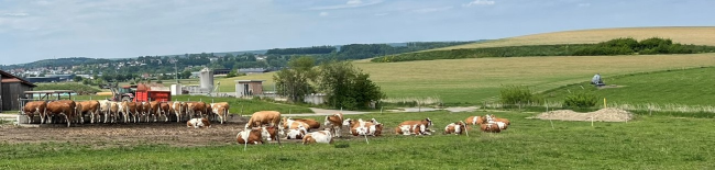 Kuhweide