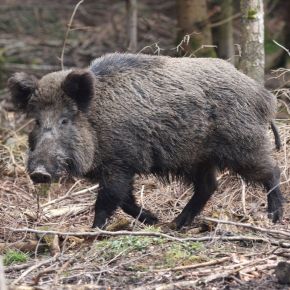 Über dieses Bild erreichen Sie die Themen der Wildforschungsstelle des Landes Baden-Württemberg