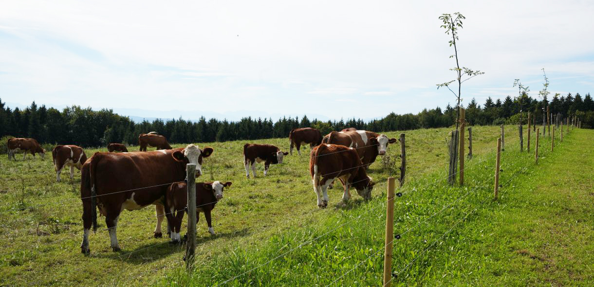 Wertholzreihe mit Mutterkuhherde