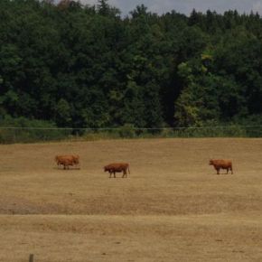 Klimawandel im Grünland