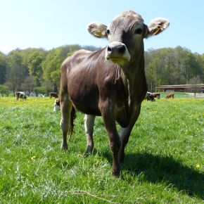 Über dieses Bild erreichen Sie die Themen zur Rinderhaltung