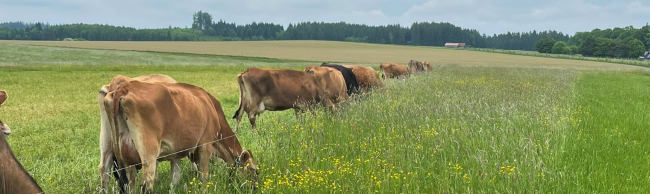 Kuhweide