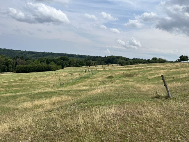Jungviehweide