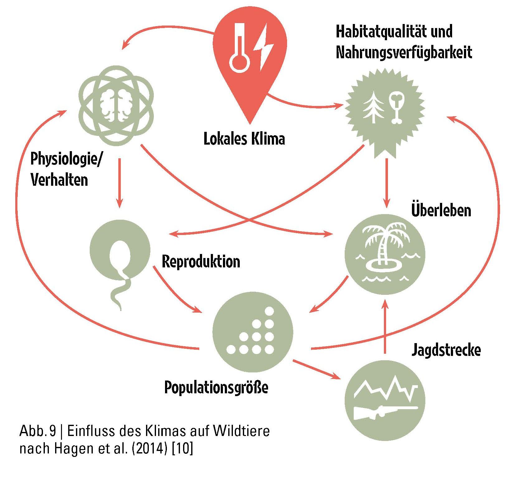 Wirkungsgraph für die Auswirkungen von Klimavariationen auf die Populationsgröße von Wildtieren