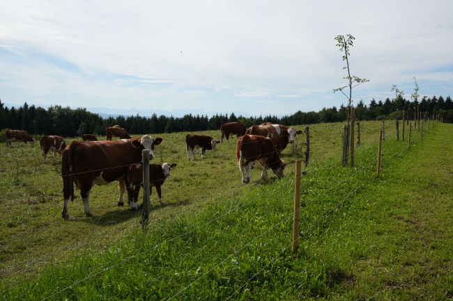 Wertholzreihe mit Mutterkuhherde