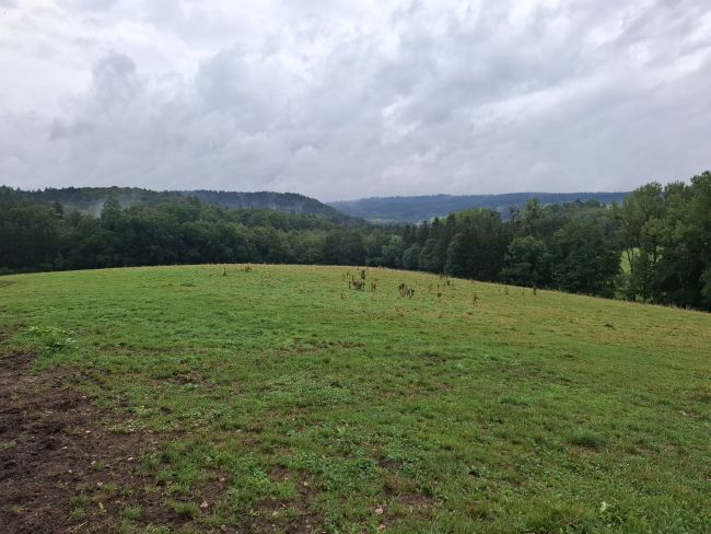 Jungviehweide