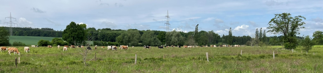 Kuhweide