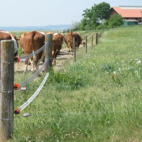 Kuhherde auf dem Weg zur Weide