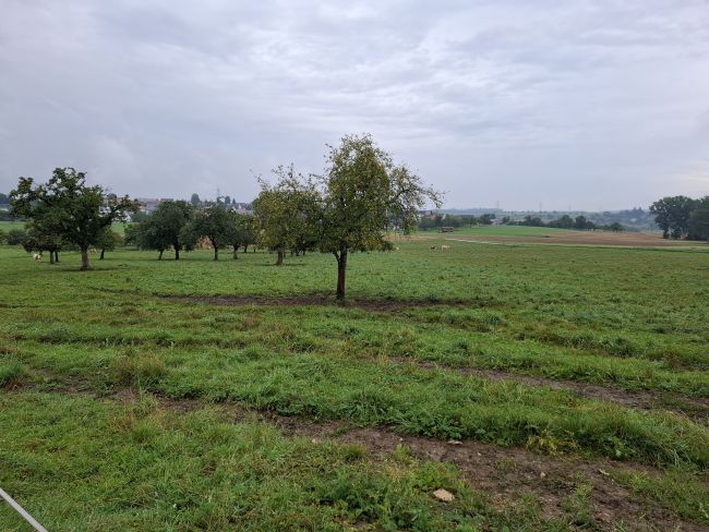 Kuhweide