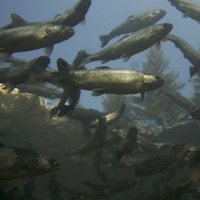 Aquakultur, Fischerzeugung