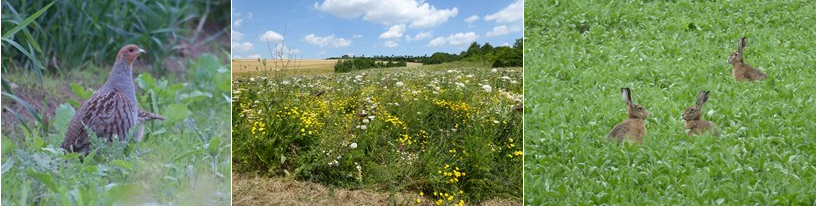 Bildkollage-Rebhuhn_R_Greiner_LJV--Bluehflaeche_A_Wischemann_WFS---Hasen_A_Wischemann_WFS-2019