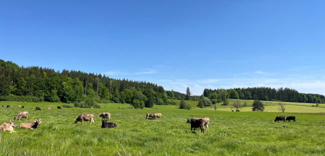 Kuhweide