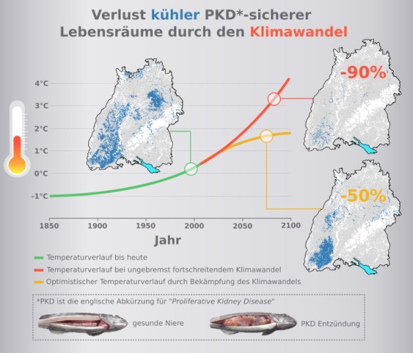 Flussbarsche der gelben, gemischten und roten Farbform (von oben).