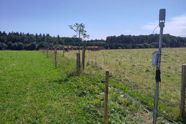 Wetterstation in der Baumreihe
