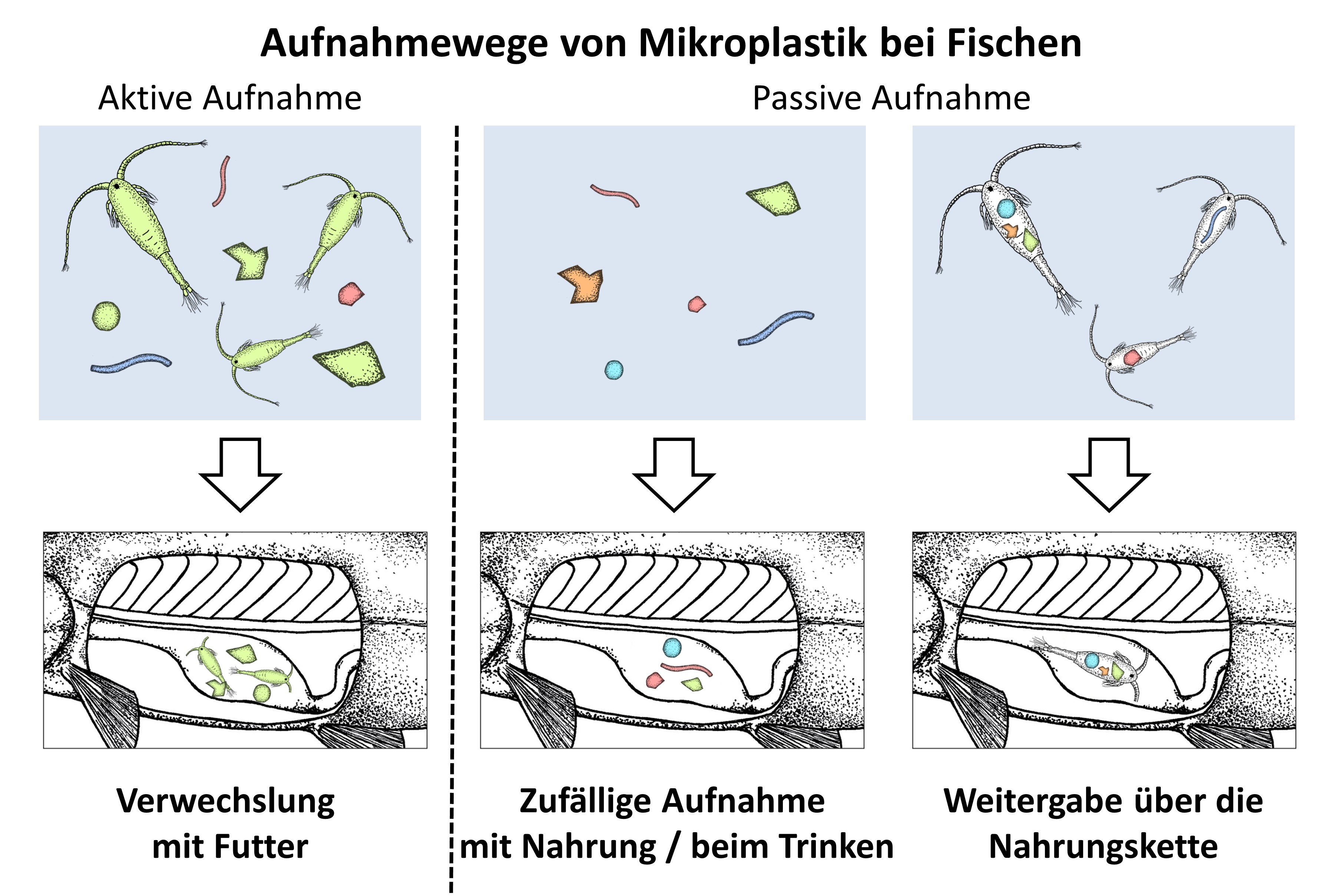 Aufnahmewege von Mikroplastik bei Fischen